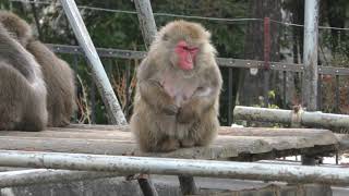 Monkey Mountain (Himeji Central Park, Hyogo, Japan) February 11, 2019