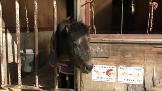 Pony (Aichi Farm, Aichi, Japan) January 24, 2019