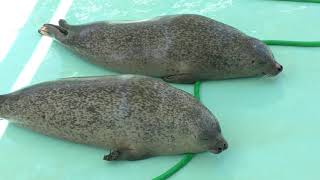 Spotted Seal (Omuta City Zoo, Fukuoka, Japan) April 19, 2019