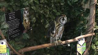 Striped owl (Itsukushima Owl Forest, Hiroshima, Japan) May 20, 2018
