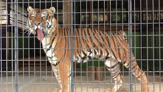 Bengal tiger (Ouchiyama Zoo, Mie, Japan) January 3, 2018