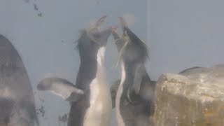 キタイワトビペンギンの鳴き交わしの様子 (アクアパーク品川) 2017年10月2日
