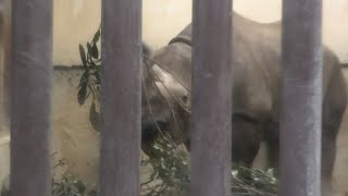 Eastern black rhinoceros (Ueno Zoological Gardens, Tokyo, Japan) September 11, 2020