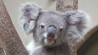 コアラ の 『エマ』 (王子動物園) 2021年10月14日
