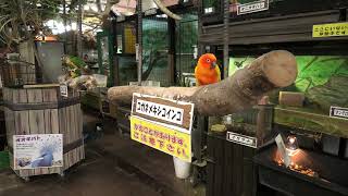 小型インコたち (めっちゃおもろい動物園) 2021年10月7日
