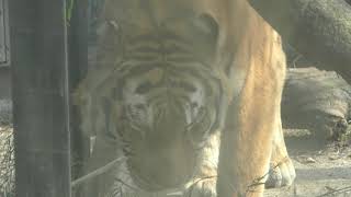 Siberian tiger (Kyoto City Zoo, Kyoto, Japan) November 5, 2017