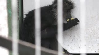 Lion-tailed macaque (Japan Monkey Centre, Aichi, Japan) January 20, 2019