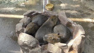 Baby Capybara (KOBE ANIMAL KINGDOM, Hyogo, Japan) July 25, 2019