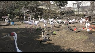 フライングケージ (東京都立大島公園 動物園) 2018年3月3日