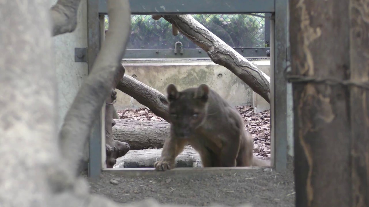 上野動物園 (2018年1月8日) | ZFC.jp