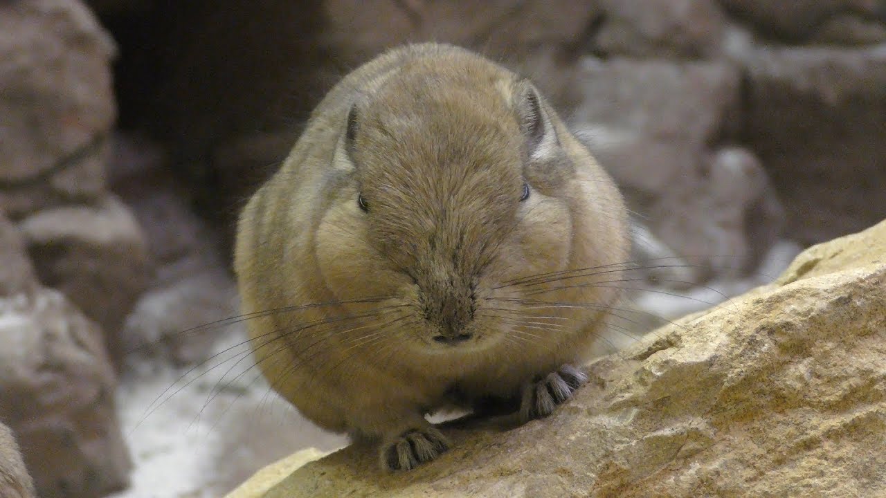 埼玉県こども動物自然公園 19年10月2日 Zfc Jp