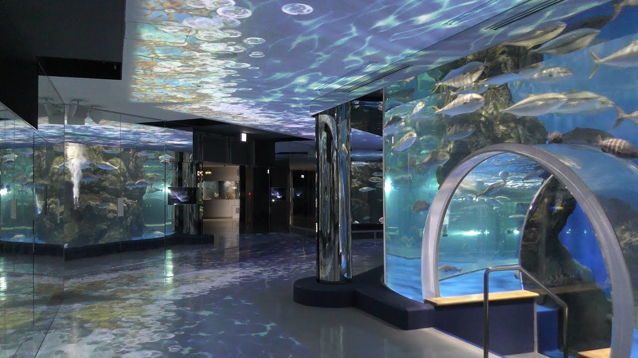 のとじま水族館 (2019年8月17日) ZFC.jp のとじま水族館 (2019年8月17日) ZFC.jp