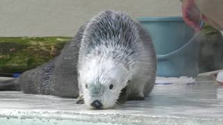 鳥羽水族館 (2022年8月13日)