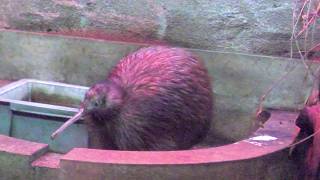 天王寺動物園 (2022年8月15日)