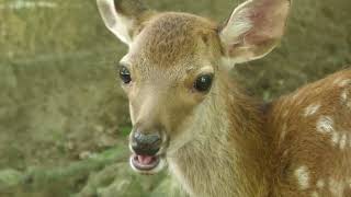 Nara Park (July 24, 2022)