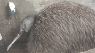 TENNOJI ZOO (October 11, 2021)