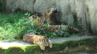 Hamamatsu Zoological Gardens (July 25, 2021)
