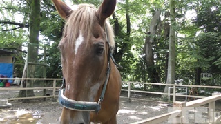Shimizu Park Pony Ranch (June 24, 2018)