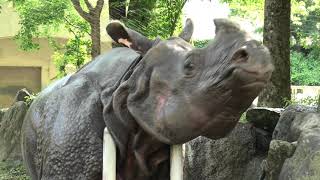 Higashiyama Zoo and Botanical Gardens (July 22, 2021)