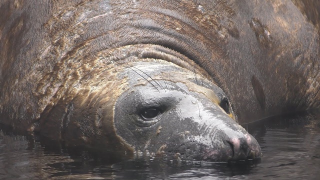 Northern elephant seal