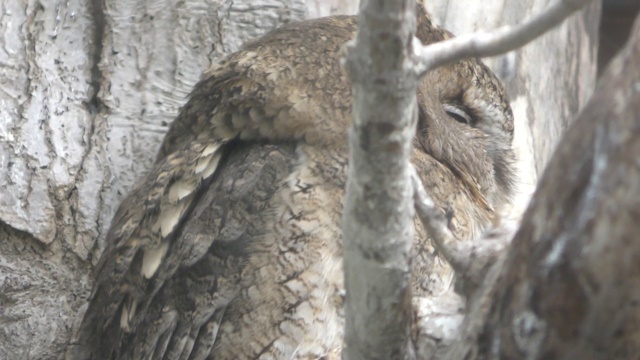 Sunda scops-owl