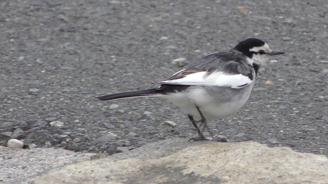 Japanese pied wagtail