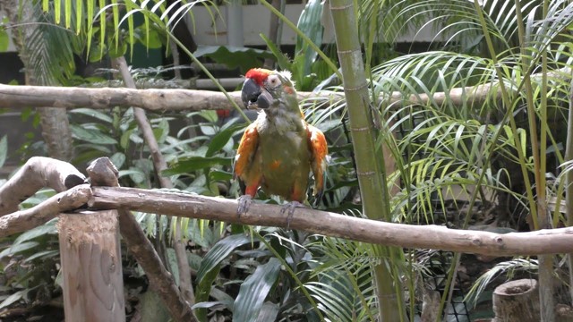 Red-cheeked macaw