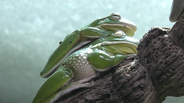 White-lipped tree frog