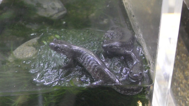Tohoku salamander