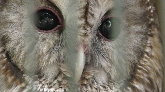 Ural owl (hondoensis)