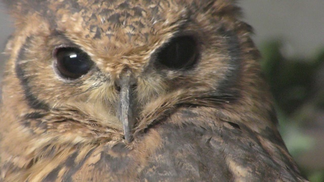 Greyish eagle-owl