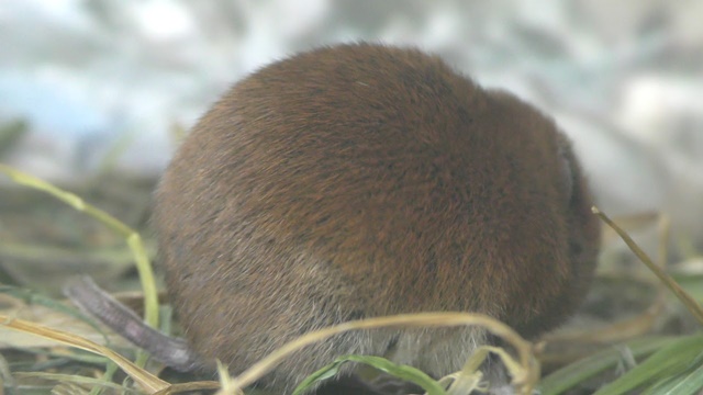 Smith's red-backed vole