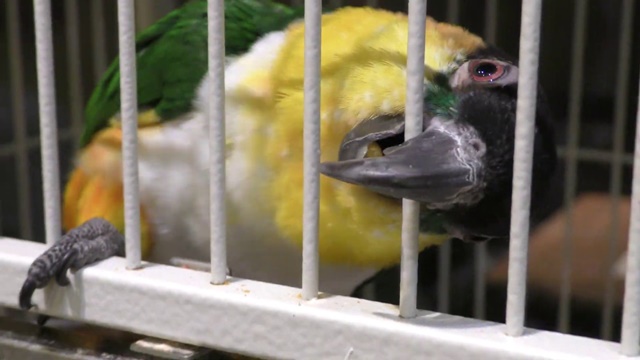 Black-headed parrot
