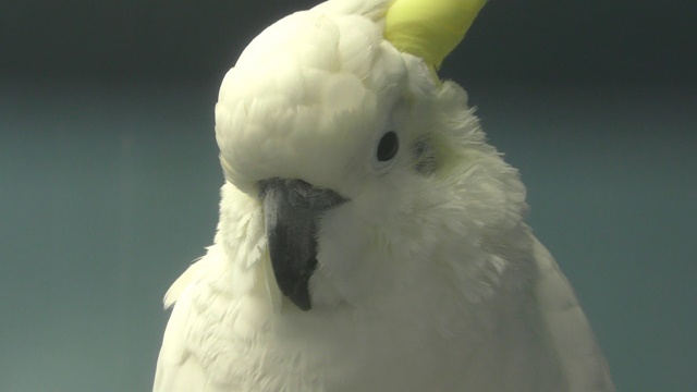 Dwarf sulphur-crested cockatoo