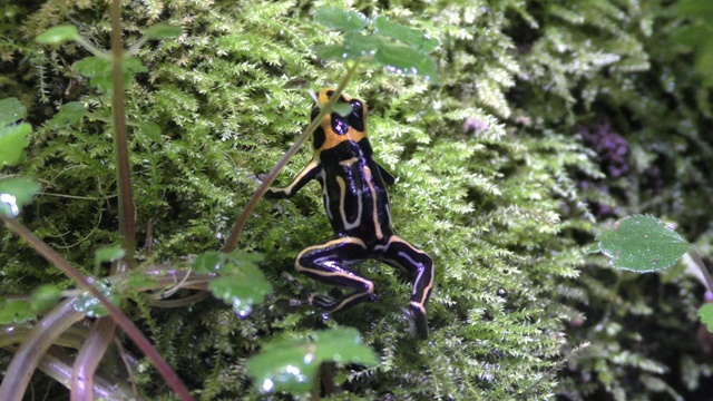 Red-headed poison frog