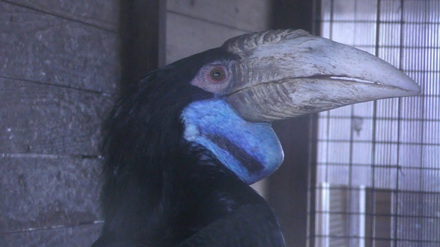 Wreathed hornbill