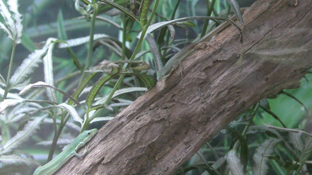 Green grass lizard