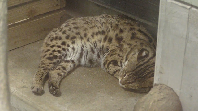 Mainland leopard cat