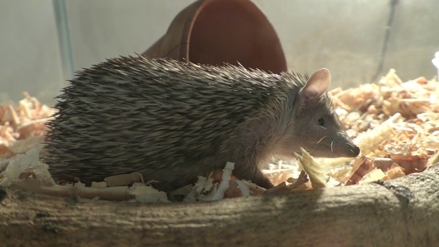Lesser hedgehog tenrec