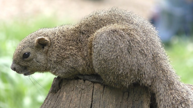 Pallas's squirrel