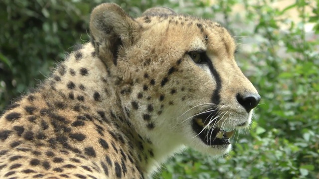 Cheetah | Animal encyclopedia 