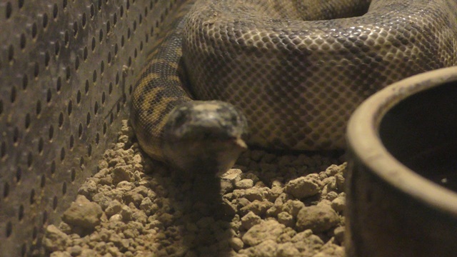 Black headed python