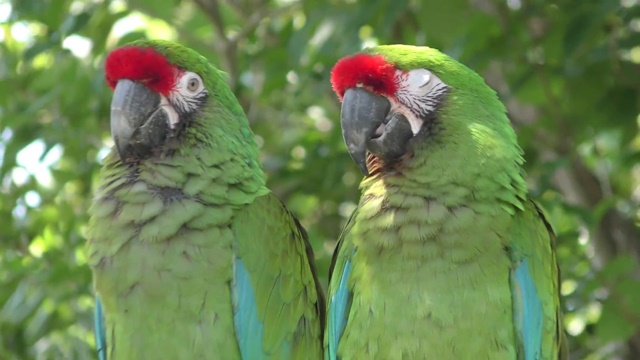 Blue-green macaw