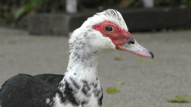 Muscovy duck