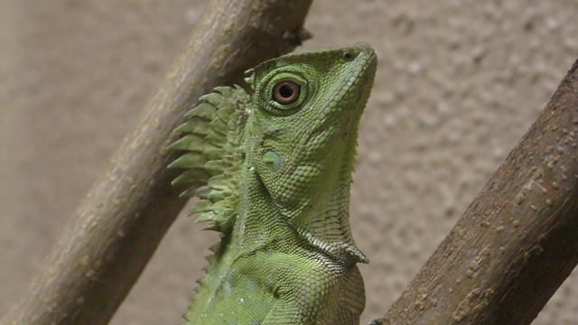 Cchameleon forest dragon