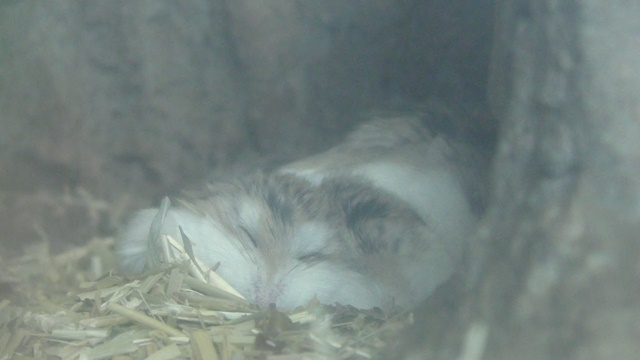 Roborovskii dwarf hamster