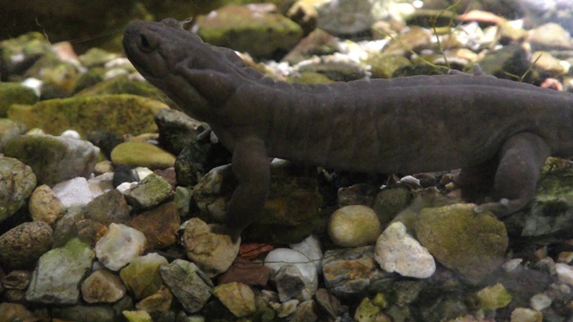 Japanese black salamander