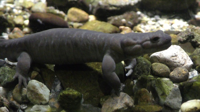 Japanese clawed salamander