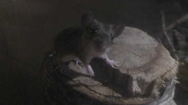 Large japanese field mouse