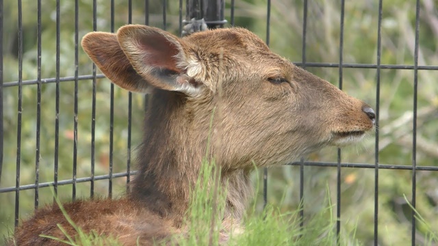 Formosan sika deer